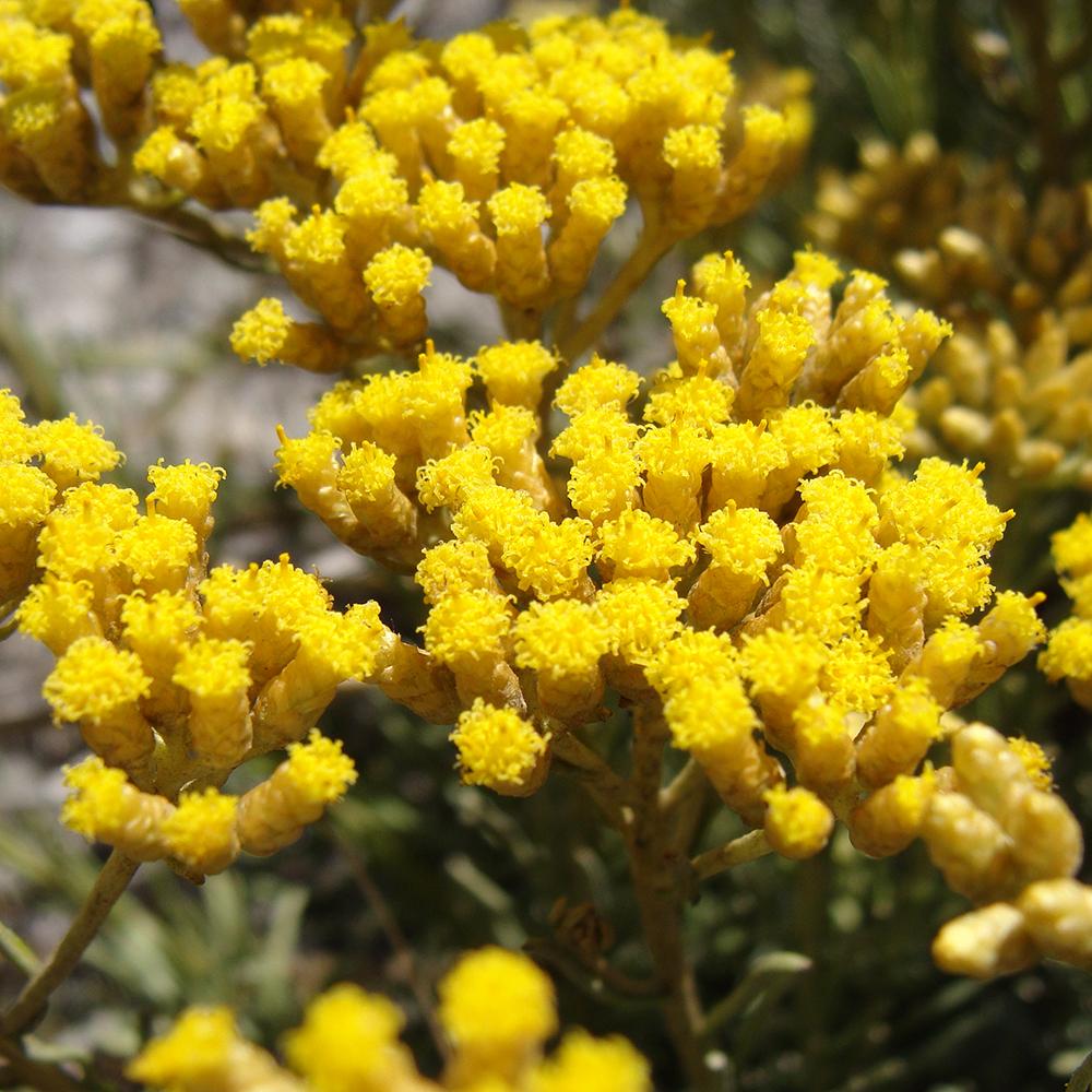 Helichrysum Single Note Essential Oil