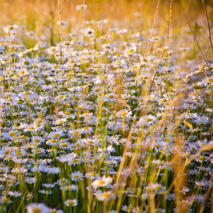 Kate's Magik Chamomile Single Note Essential Oil