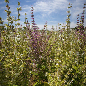 Kate's Magik Clary Sage