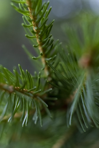 Fir Needle Single Note Essential Oil