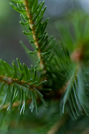Fir Needle Single Note Essential Oil