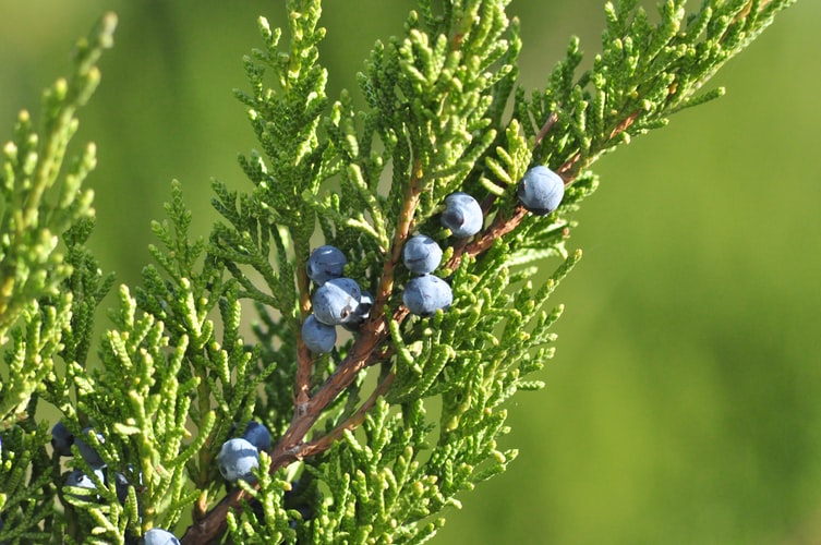 Juniper Single Note Essential Oil